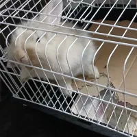 خرگوش لوپ خارجی