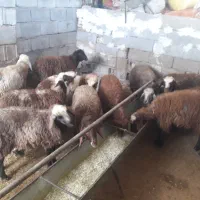 بره و بز|حیوانات مزرعه|دزفول, |دیوار