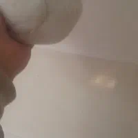 کبوتر نر او ماده|پرنده|ملایر, |دیوار