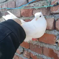 سفید ماده چش سیاه نوک صدف