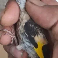 سهره شاه جوجه اصیل منطقه گیو نهاوند غولهای بینظیر