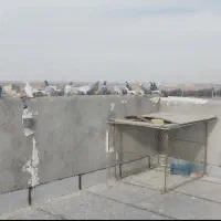 کبوتر پرشی ۲۱|پرنده|اسفرورین, |دیوار