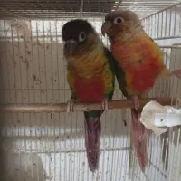 جوجه گرینچیک‌ یلوساید قرمزی بالا