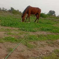 اسب آرم|اسب و تجهیزات اسب‌سواری|شمیل, |دیوار