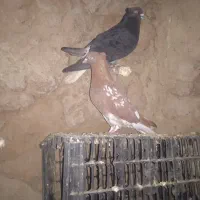 دم سفید|پرنده|فاروج, |دیوار