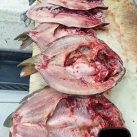 پخش ماهی دریایی و پرورشی درجه یک|ماهی|اهواز, کمپلو جنوبی|دیوار