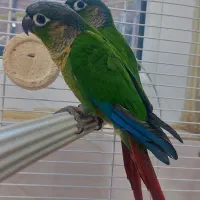 دو تا جوجه گرینچیک نر و ماده