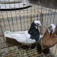 طوقی و پلاکی