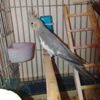 عروس هلندی جفت