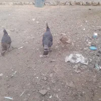 بوقلمون|حیوانات مزرعه|شهرکرد, |دیوار