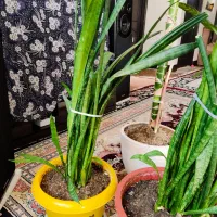 گل های آپارتمانی