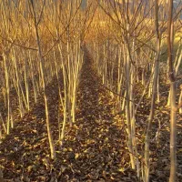 نهالستان فوق تخصصی با مهندسان مجرب|خدمات باغبانی و درختکاری|آذرشهر, |دیوار