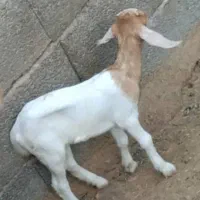 فروش بز بایک کهره