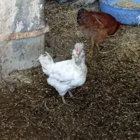 مرغ نوچه|حیوانات مزرعه|مزرعه کتول, |دیوار