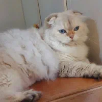 گربه اسکاتیش هایلند ماده