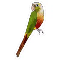 یک عدد گیرینچیک پیدا شده