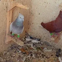 سرخ دم سفید سبز دم سفید|پرنده|شیراز, شهرک رضوان|دیوار