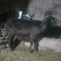 بزه ومیش|حیوانات مزرعه|قیدار, |دیوار