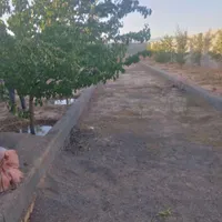 فروش زمین ۵۰۰ متری در روستای زاگ|فروش زمین و ملک کلنگی|مشهد, درزآب|دیوار