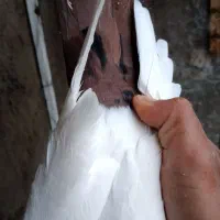 شامی|پرنده|بیرجند, |دیوار