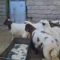 بره پرواربتونی