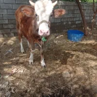 گاو سیمینتال اصل