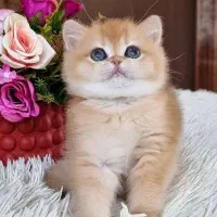 فروش گربه بریتیش گلد توپ طلایی پشمالو دوستداشتنی