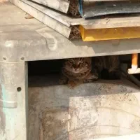 واگذاری فوری سه بچه گربه سالم در شیراز