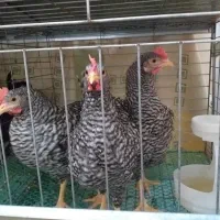 جوجه خروس آمروک و مرندی|حیوانات مزرعه|مشهد, حسابی جنوبی (شهرک غرب)|دیوار