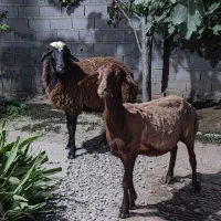 دو عدد بره ماده