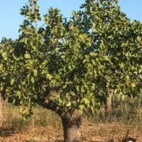 زمین‌پسته‌‌خ‌ریدار