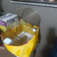 کوتوله برزیلی باهمه ی وسایل هاش|پرنده|ماهدشت, |دیوار