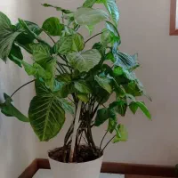 گل طبیعی بسیار زیبا