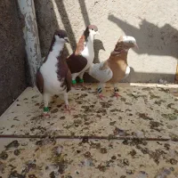 کبوتر رنگی پرشی گرفتنی
