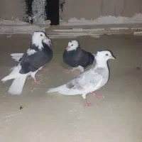 شازده سبزجوجه