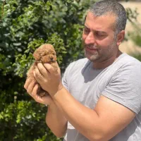 تاینی پودل|سگ|تهران, ونک|دیوار
