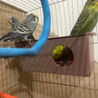 ۱۴عدد مرغ عشق نرو ماده|پرنده|بیرجند, |دیوار