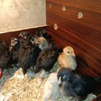 جوجه دوماهه بلک استار استرالوپ هیبرید