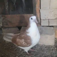 ساده امری ساده با سده افغانی کاکلی  جوجه ساده زرد|پرنده|سبزوار, قصبه شرقی|دیوار