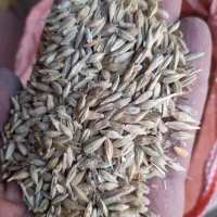 فروش جو|فعالیت داوطلبانه|شیراز, گویم|دیوار