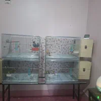 4 جفت گرینچیک با تجهیزات کامل