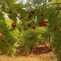 انار عمده