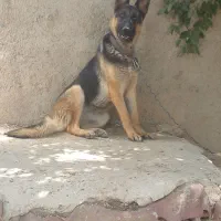 ژرمن شپرد