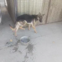 سگ ژرمن و پژدر و قفقازی|سگ|گرمدره, |دیوار