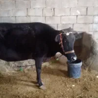 گاو و گوساله