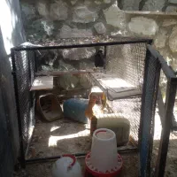 6تامرغ تخمگذار  و 4تاجوجه