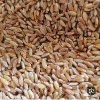 گندم کوهدشت بوجاری کرده تمیز