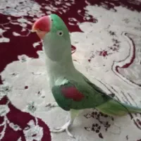 شاه طوطی ماده