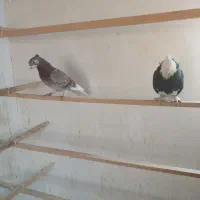 دوتاگرفتنی عالی جفتش ۴۰۰