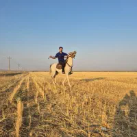 اسب کرد ۵ساله سواری..|اسب و تجهیزات اسبسواری|اراک, |دیوار